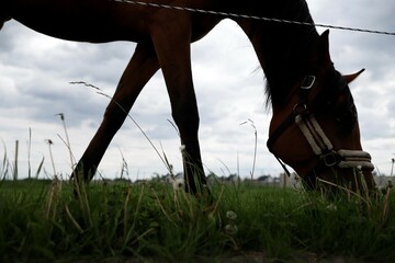 Obraz premium Koń brązowy skubiący trawę