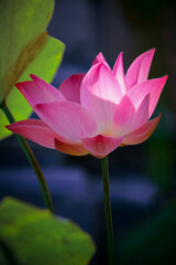 Obraz premium pink water lily