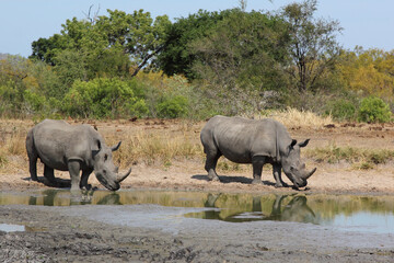 Fototapeta premium Breitmaulnashorn / Square-lipped rhinoceros / Ceratotherium simum