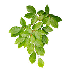 Tree branch with green leaves cut out on a white background.