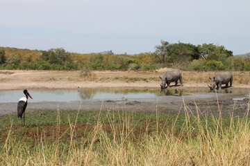 Breitmaulnashorn und Sattelstorch / Square-lipped rhinoceros and Saddle-billed stork /...