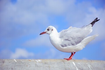 seagull on the wall