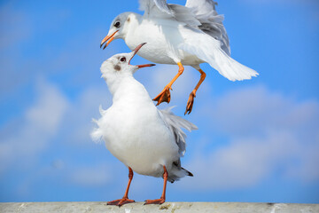 seagull on the beach