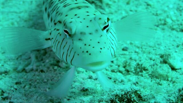 Speckled sandperch (Parapercis hexophtalma) stands on its pelvic fins on a sandy bottom, turning its eyes to examine the surroundings, front view, portrait.