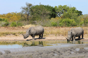 Fototapeta premium Breitmaulnashorn / Square-lipped rhinoceros / Ceratotherium simum