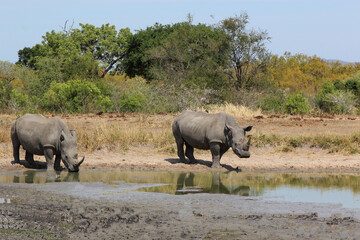 Fototapeta premium Breitmaulnashorn / Square-lipped rhinoceros / Ceratotherium simum