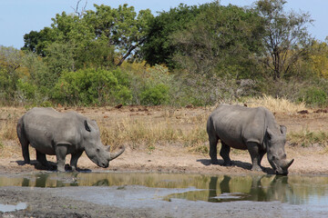 Fototapeta premium Breitmaulnashorn / Square-lipped rhinoceros / Ceratotherium simum