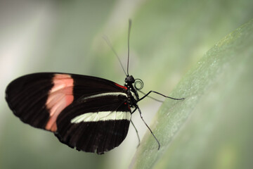 Schmetterling auf Blatt