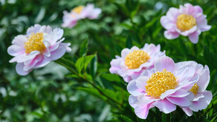 Pink coral peonies with curled yellow stamens in a flowerbed
