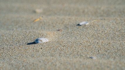 Fototapeta na wymiar Small white shell on the sandy beach