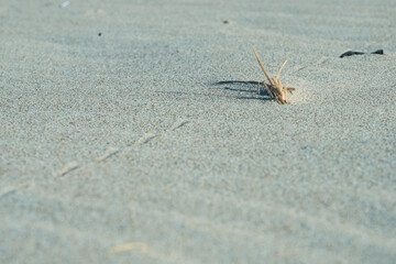 Detail of dune grass on the sandy beach