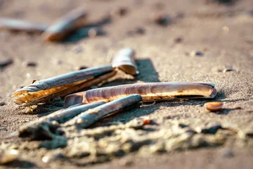 Gordijnen Razor shells washed up on beach and piled up © fotografiecor