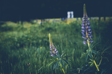 Wild lupine flower in bloom with purple colors - Powered by Adobe