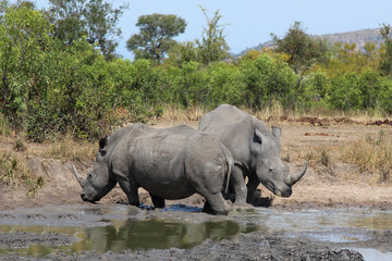 Obraz premium Breitmaulnashorn / Square-lipped rhinoceros / Ceratotherium simum
