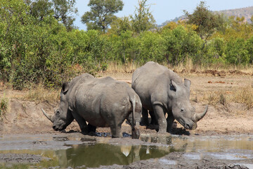 Obraz premium Breitmaulnashorn / Square-lipped rhinoceros / Ceratotherium simum