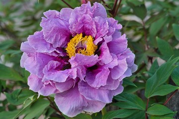Pfingstrose nature outdoor bl&uuml;te detail