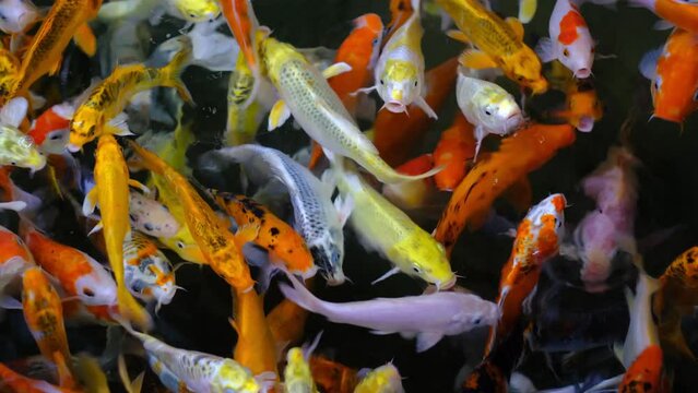 koi fish in the pond, Colorful koi carps in pond, Multi color koi fish close up view with dark background, Multicoloured Koifish swimming graceful in a water of an garden