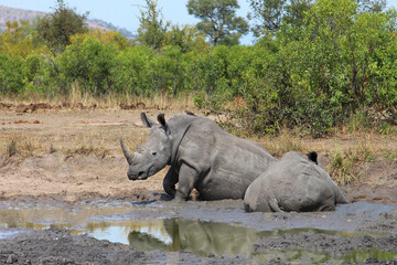 Breitmaulnashorn und Rotschnabel-Madenhacker / Square-lipped rhinoceros and Red-billed oxpecker /...