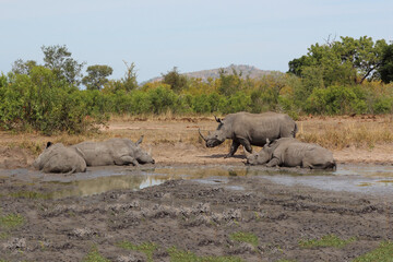 Breitmaulnashorn / Square-lipped rhinoceros / Ceratotherium simum