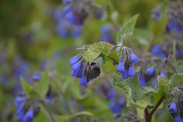 Drooping Bellflowers in the Wild Blooming and Flowering