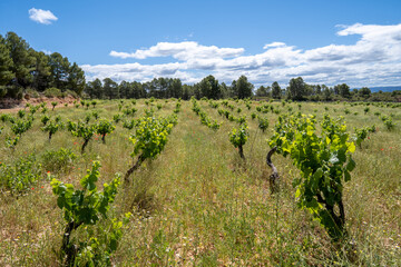 Fototapeta na wymiar Organic vineyards