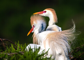 Young Cattle Egrets sharing a spot on a tree!