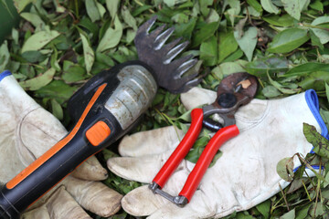 scissor gloves remains of cut hedge-