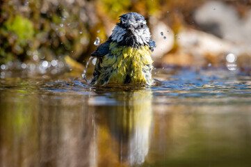 Bathing Blue Tit bird in a refection water pool