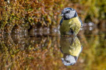 Blue Tit bird Bathing in a water reflection pool
