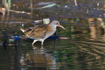 Wasserralle am Morgen im Herbst bei der Jagd in der Oberlausitz