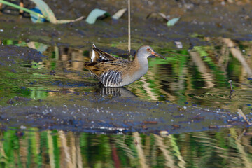 Wasserralle am Morgen im Herbst bei der Jagd in der Oberlausitz