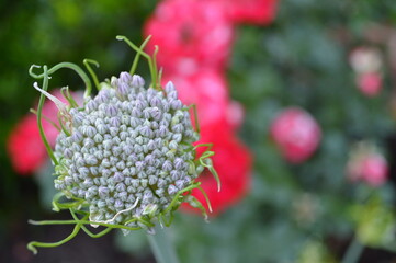 Obraz premium Allium Blossom Blurred Background