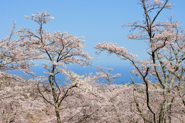 青空と桜