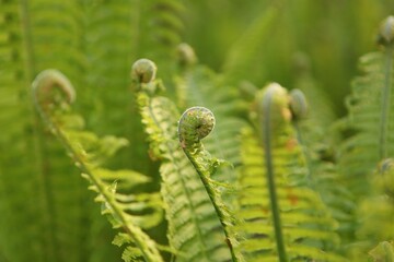 Beautiful fern leaf texture in nature. Natural background Close up. plants in forest flora unrolling
