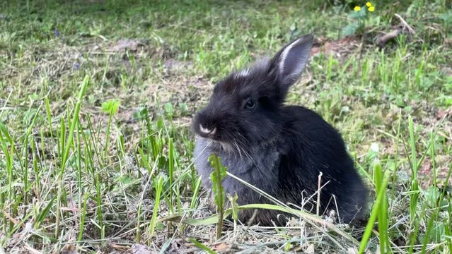 little rabbit in black color, rabbit eat green leaf - animal food and pet  , symbol of the year 2023 