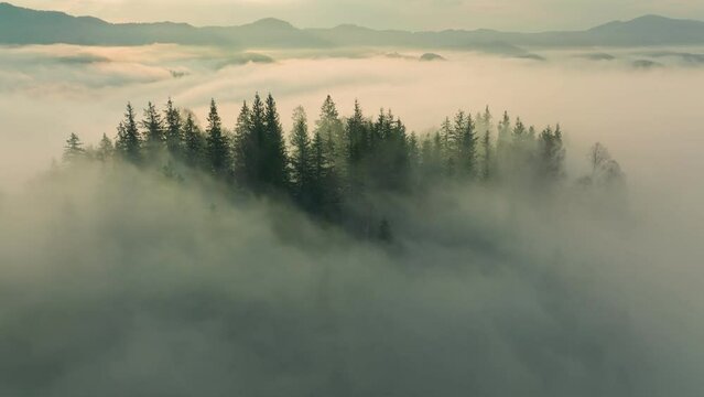 Forest rain day morning dawn sun wood misty magic pine tree fog