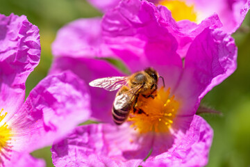 Zistrosen-Blüte mit Biene