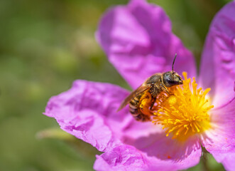 Zistrosen-Blüte mit Biene