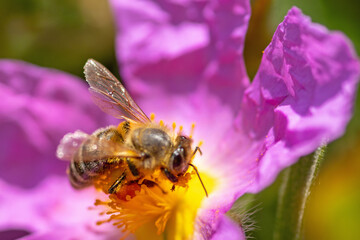 Zistrosen-Blüte mit Biene
