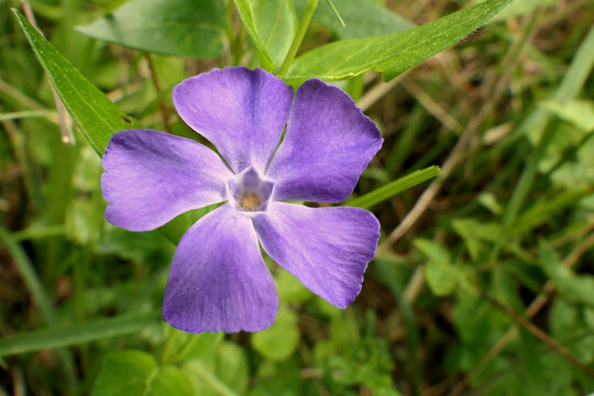 Close up of the Greater Periwinkle (Vinca major), with the common names bigleaf periwinkle, large periwinkle, greater periwinkle and blue periwinkle