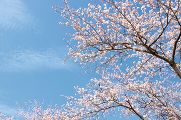 青空と桜