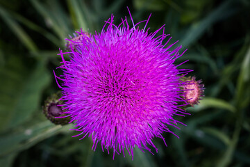 Detail of large purple milk thistle flower