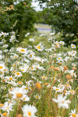 field of daisies