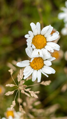 white daisy in the forest