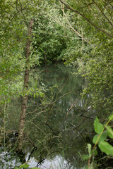 reflection of forest in water