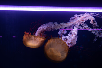 Jellyfish in an aquarium 