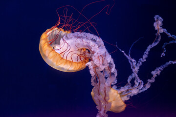 Jellyfish floating against a blue background 