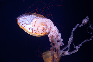 Jellyfish floating against a blue background 