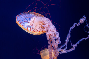 Jellyfish floating against a blue background 
