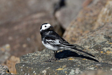 Pied Wagtail standing on rocks looking over left shoulder while searching for food